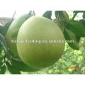 export pomelo